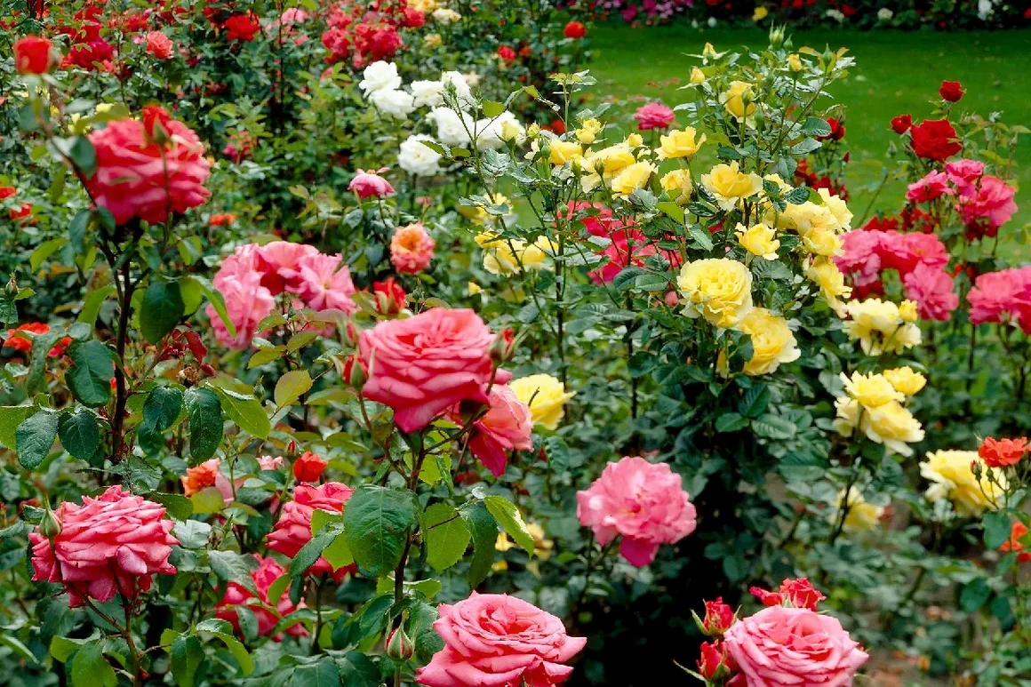 Bunte Rosenblüten im Garten
